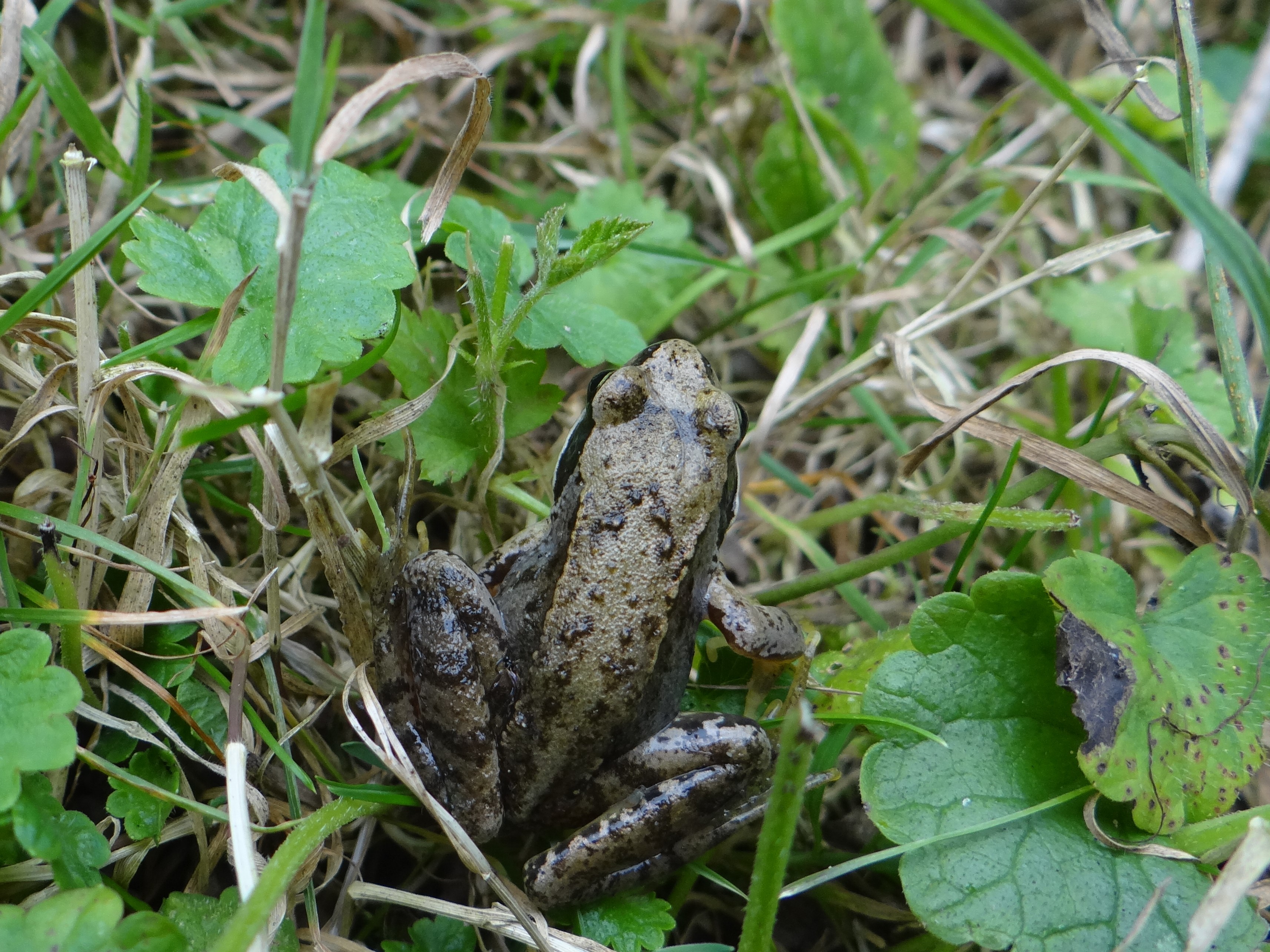 Bruine kikker Langeveld natuur in beeld